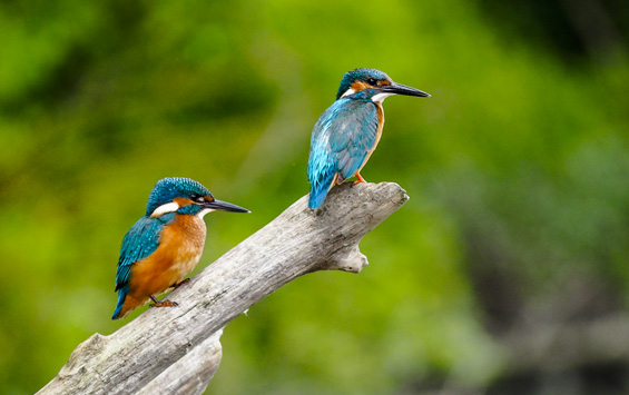 camping Marais Poitevin