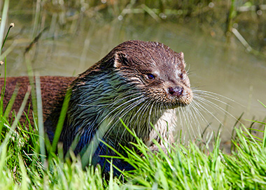 hébergement Marais Poitevin