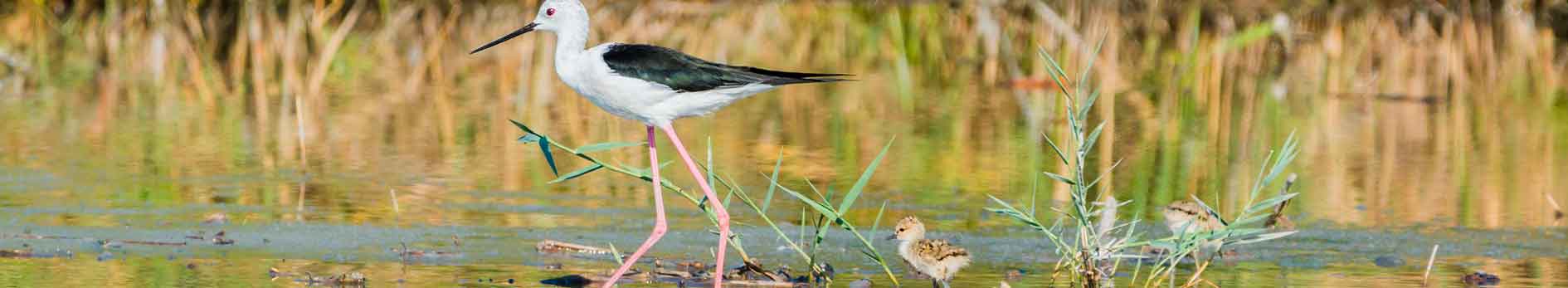 parc ornithologique marais poitevin