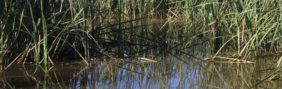 Marais de Poitevin