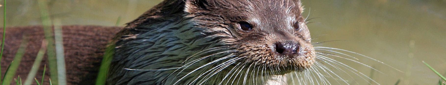 Loutre Marais poitevin