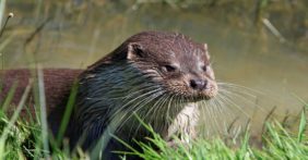 Loutre Marais poitevin