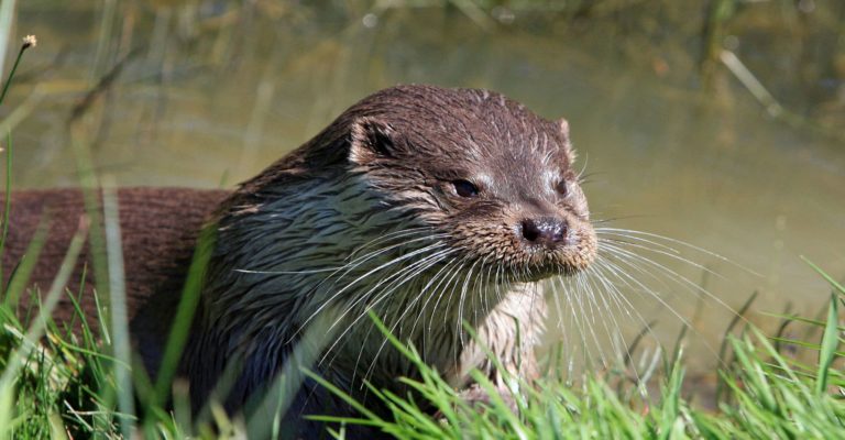 Loutre Marais poitevin
