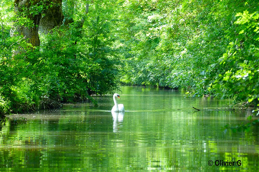 photographie marais poitevin