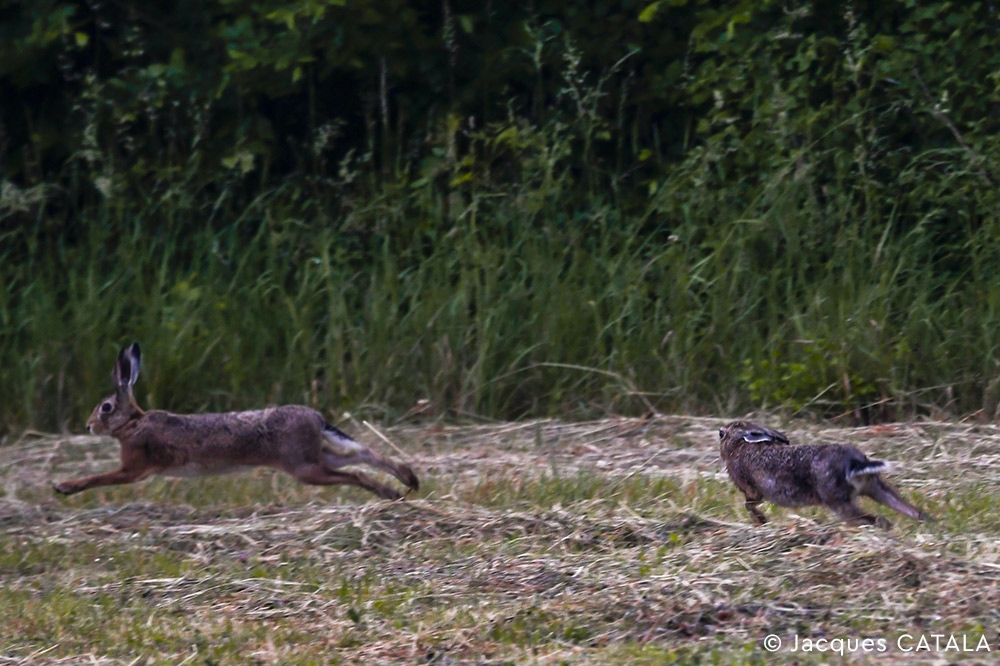 Observer la faune et la flore du Marais Poitevin lièvre