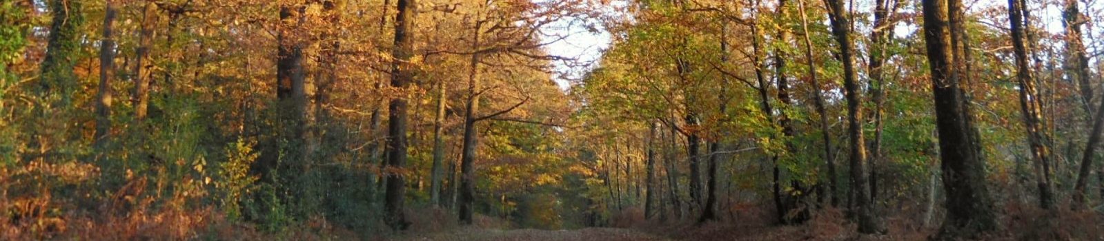 La Forêt de Mervent en Vendée
