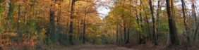 La Forêt de Mervent en Vendée